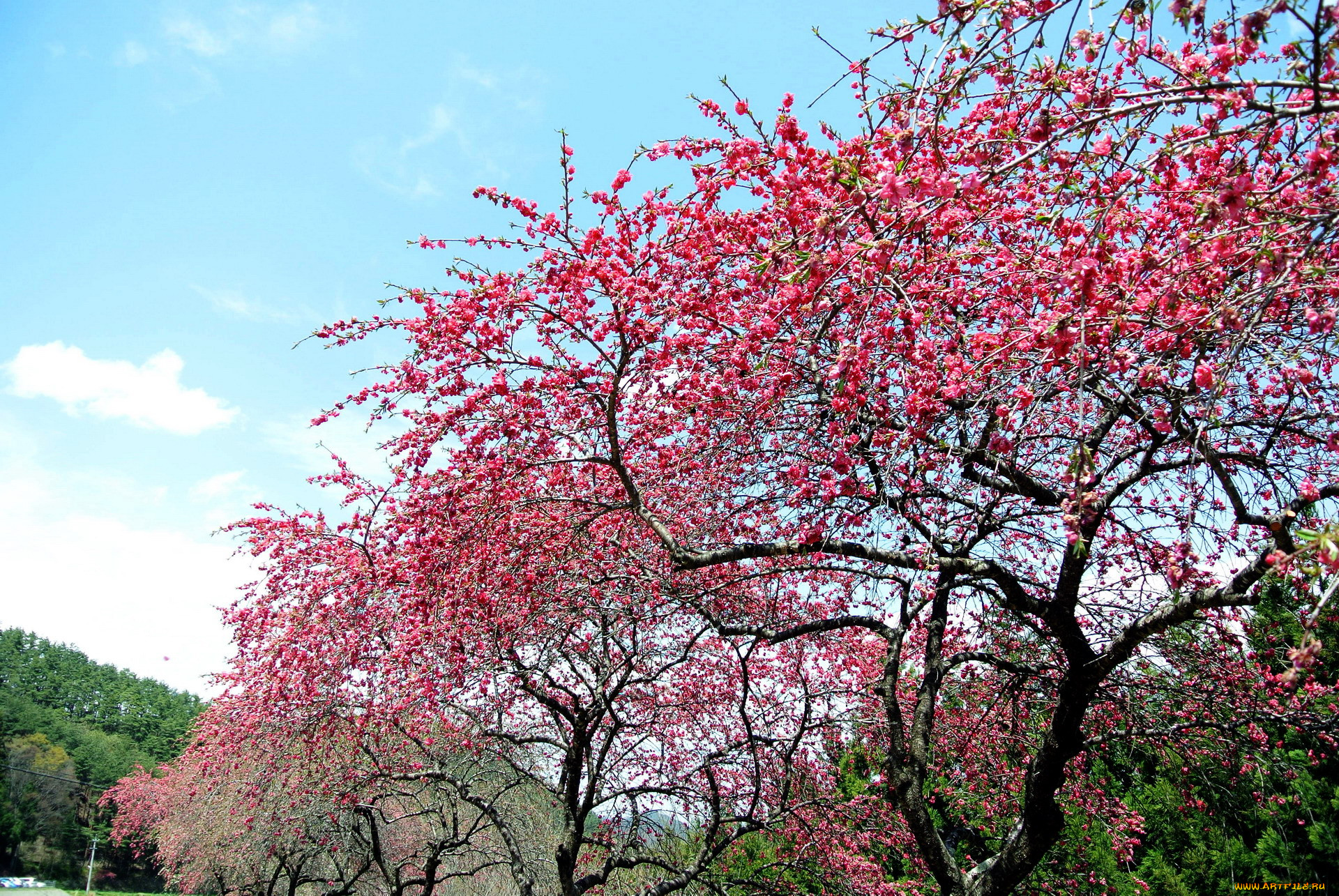 Сакура вишневая. Сакура летом после цветения. Сидр Сакура вишня. В Калининграде зацвела Сакура фото. Acerola Sakura Stand.